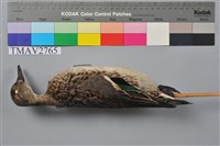 藏品(小水鴨)的圖片